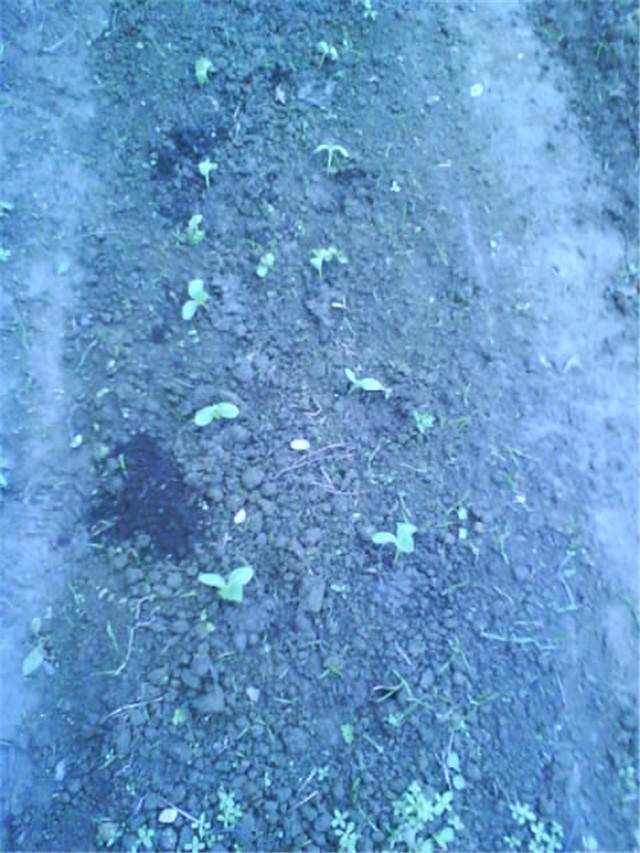 Krastavci